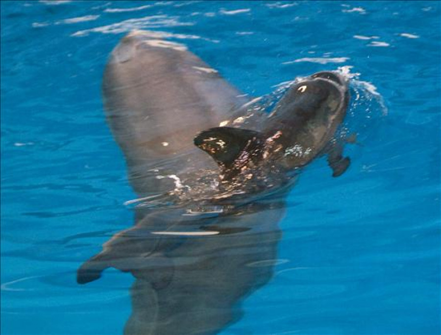 Nace una cría de delfín en el Zoo de Barcelona por primera vez en seis años