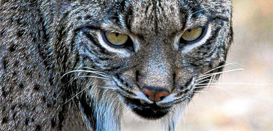 El vecino que avistó un lince se reafirma en su descripción del animal que vio con telescopio