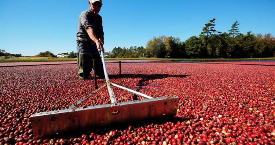 la sequía golpea a los productores de arándanos en estados unidos