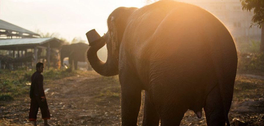 Científicos de Harvard trabajan en que el “mamutfante” sea una nueva especie en dos años