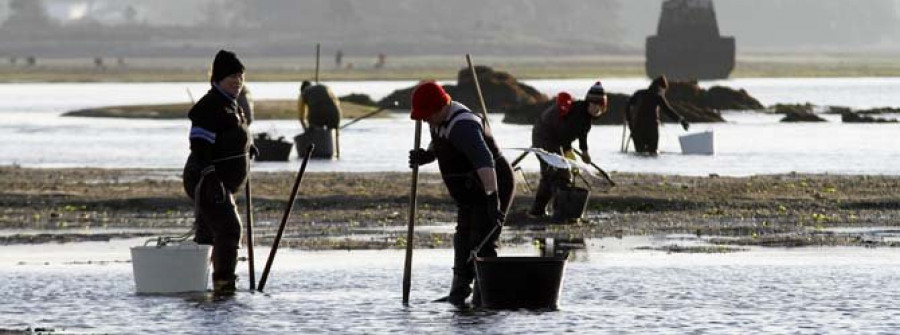 La virulencia de la marea roja paraliza la compra-venta de marisco en Arousa