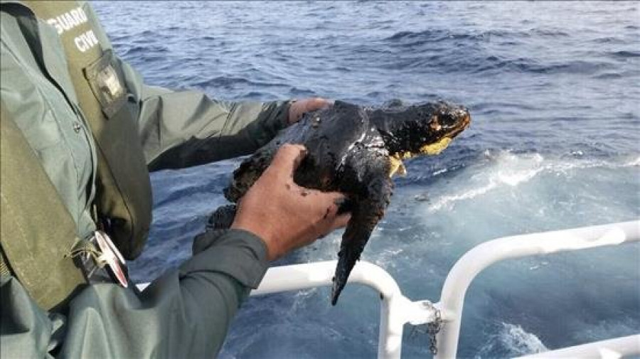 Rescatada en la zona del barco ruso una tortuga impregnada de combustible