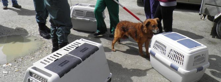 Las protectoras se hacen cargo  de los perros rescatados en Rianxo