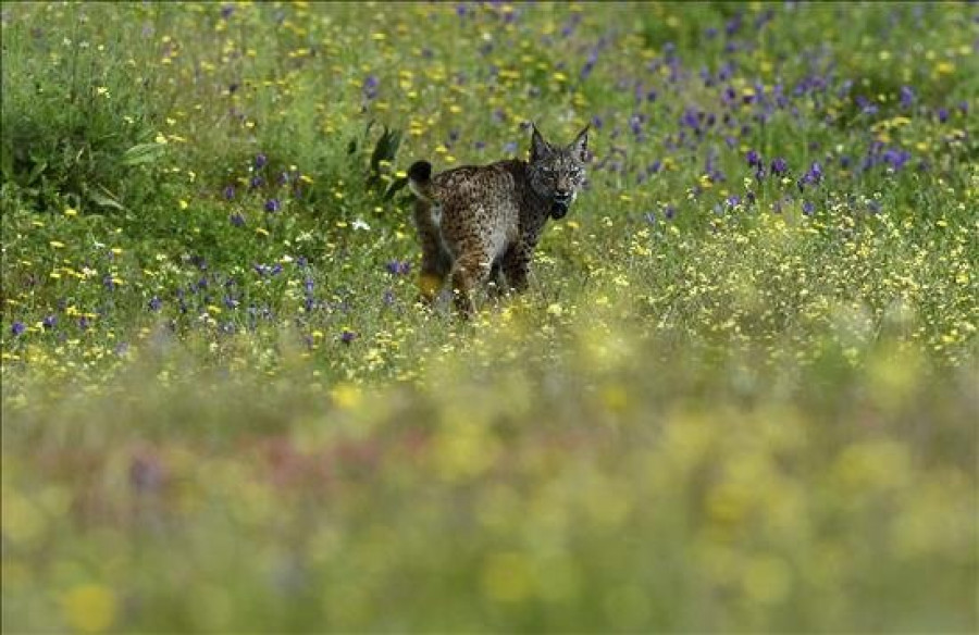 Una nueva muerte eleva a 17, cifra récord, los linces muertos por atropello