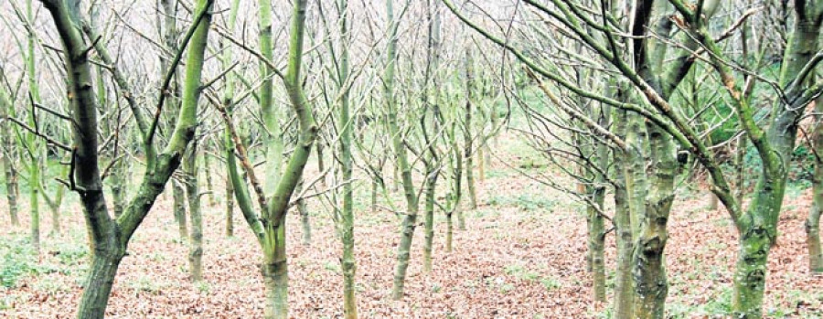 La Xunta impulsa la economía en el medio rural a través del sector forestal