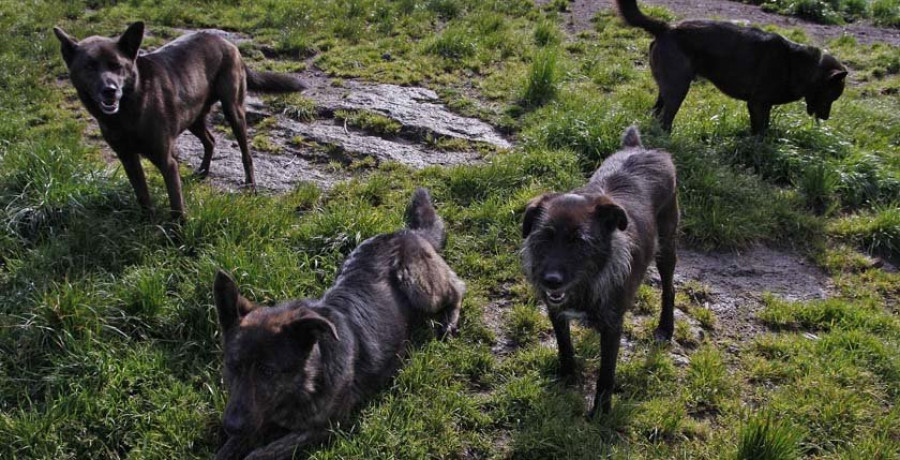 Reportaje | Al perro, el negro le sale impar