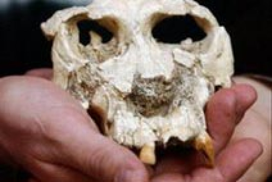 Documentan al hominoideo más antiguo de la Península Ibérica