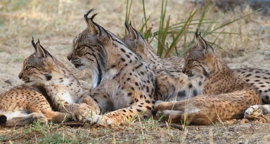 Nacen 49 cachorros de lince en Castilla-La Mancha