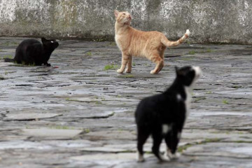 La Concejalía de Medio Ambiente estima en más de 3.000 el número de gatos callejeros