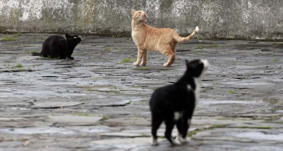 Denuncian a una vecina de Betanzos por envenenar a cinco gatos