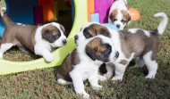 Más de la mitad de las mascotas en España son adoptadas