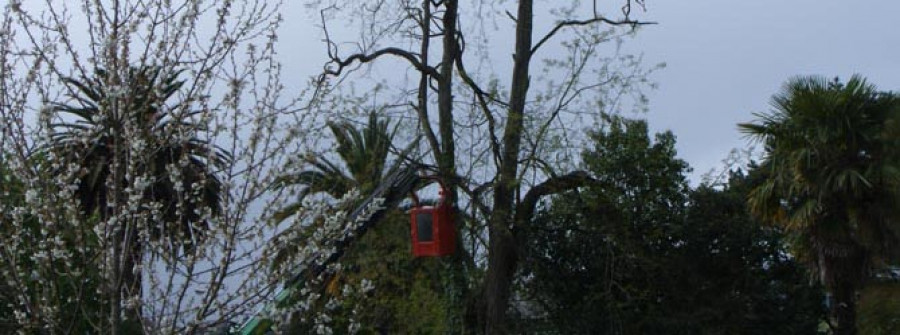 Talan cuatro árboles en el parque de Pablo Iglesias ante el riesgo de caída