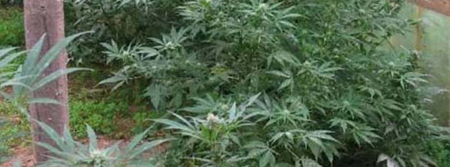 Los clubes de cannabis piden una norma que controle el acceso a la planta