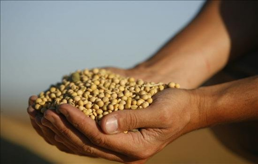 La soja, cultivo estrella de Argentina, pregona malas noticias para el Gobierno