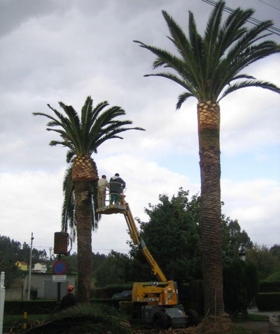 Abegondo poda las palmeras del exterior del ayuntamiento