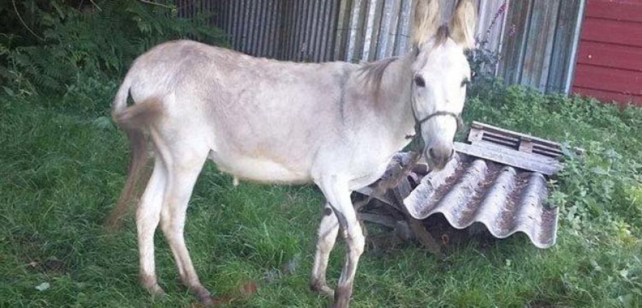 La Policía rescata a un burro que apareció en la vía pública en una parroquia de Vigo