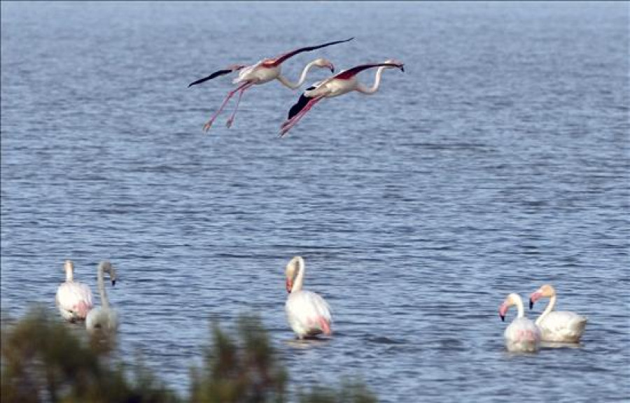 Hallan sustancias contaminantes en los huevos de aves del Parque de Doñana