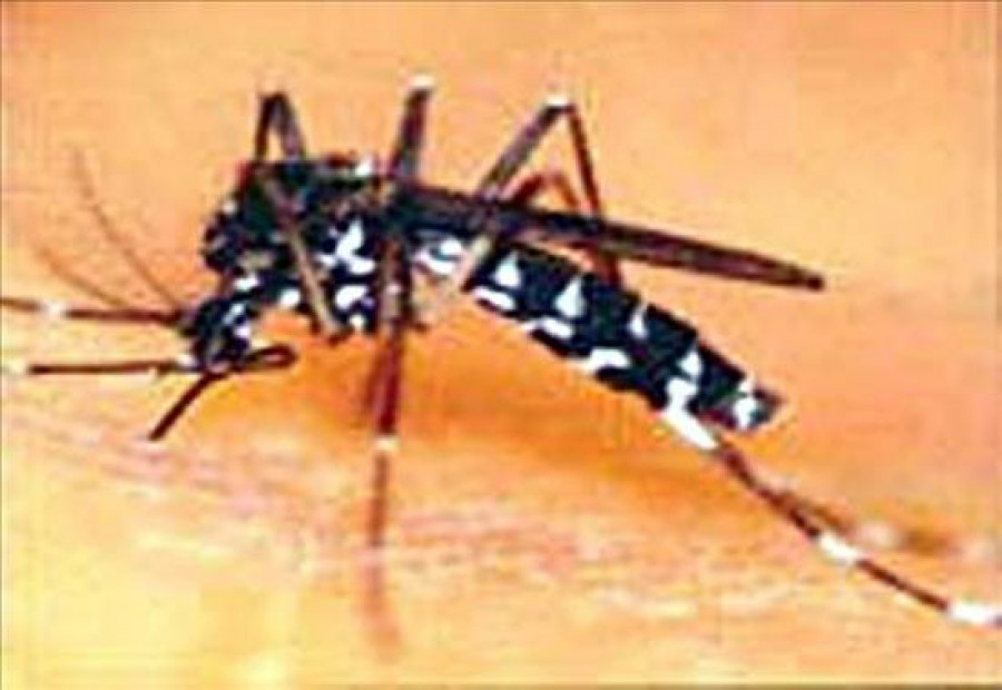 La ayuda ciudadana es vital para controlar al mosquito tigre, según experta