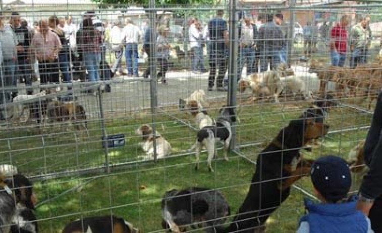 La Xunta alega contra la intención del Gobierno de obligar a esterilizar a los perros de caza