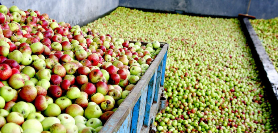 La cosecha de la manzana de la sidra acaba con1,8 millones de kilos de producto