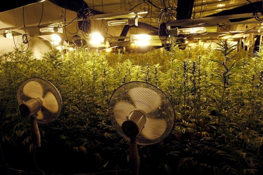 Siete detenidos en la plantación de marihuana de As Somozas