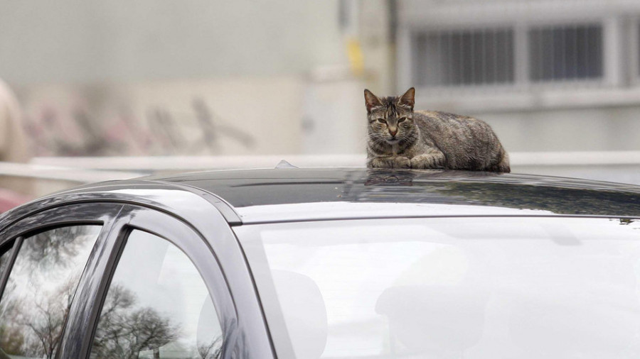 El Consistorio estudia que se habilite un espacio para gatos en la perrera