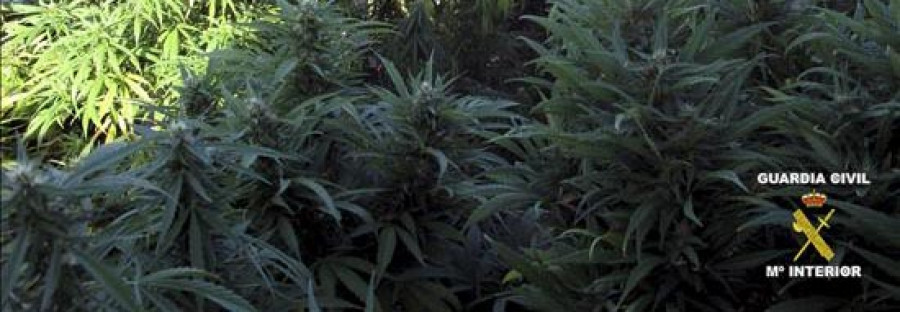 Incautan 69 plantas de marihuana en el jardín de una casa de Carral