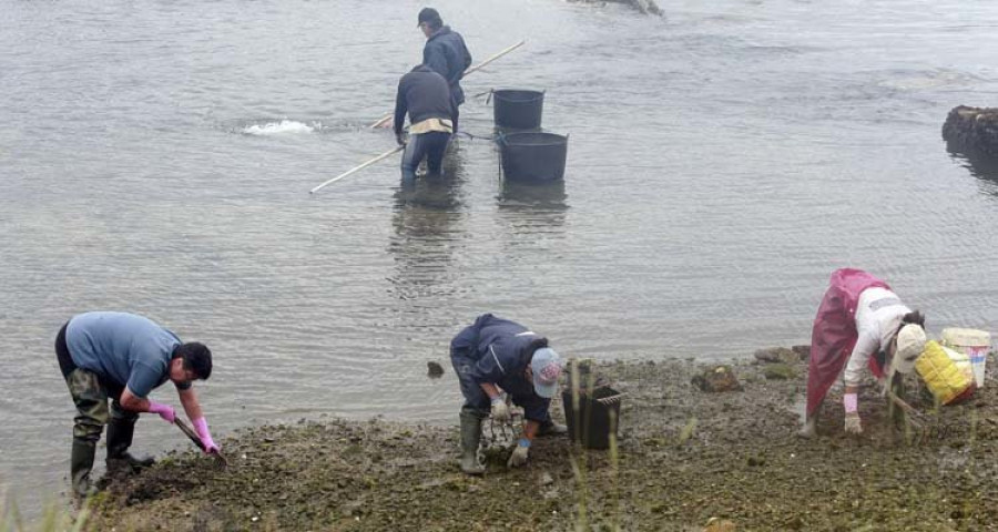 Los mariscadores denuncian que la falta de dragado arruina la recogida del marisco