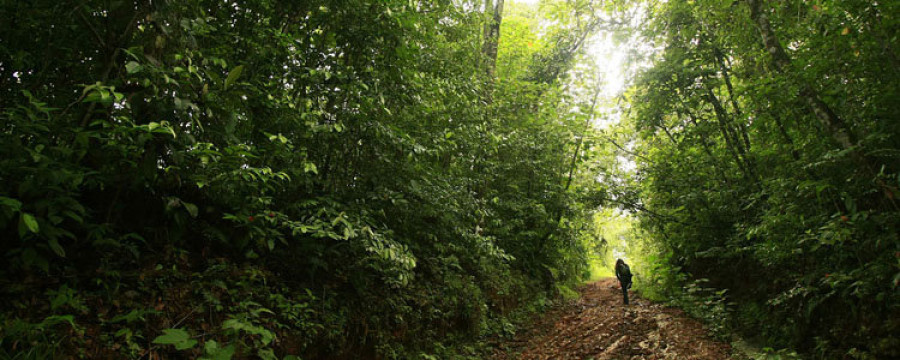 Los bosques tropicales, el sustento de mil millones de personas