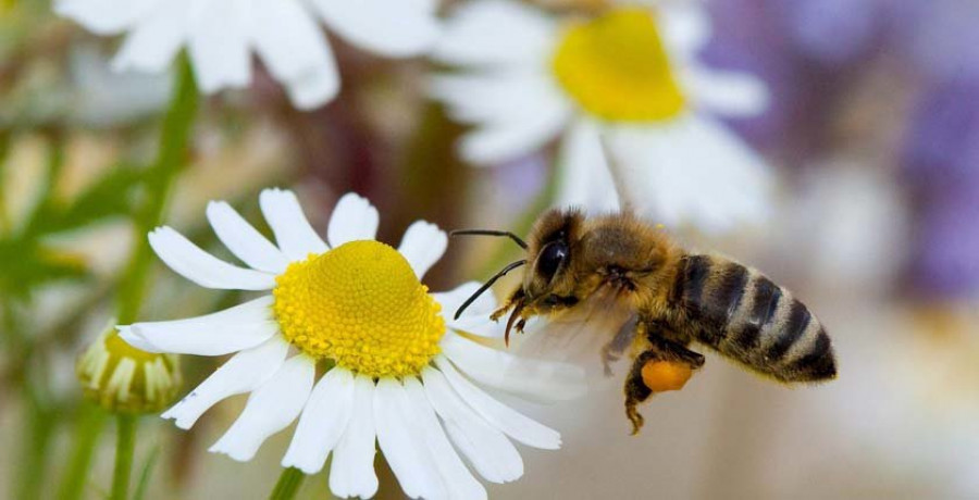 Los alérgicos al polen sufrirán más esta primavera