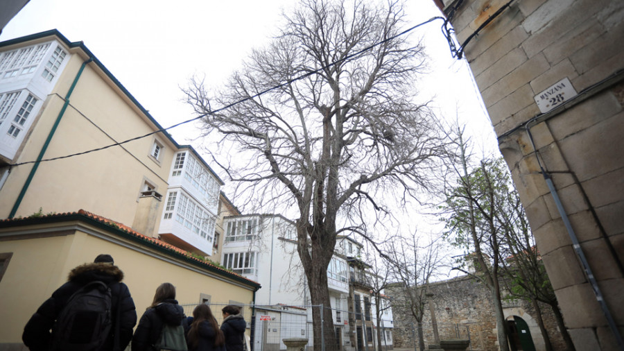 La plaza de las Bárbaras corre peligro de perder su árbol más emblemático