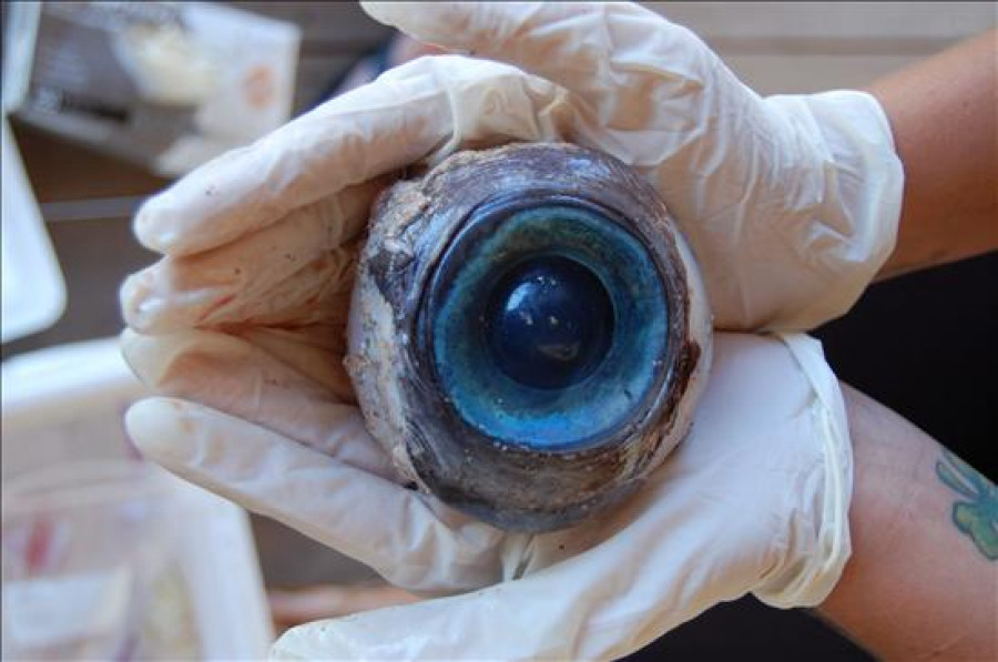 Encuentran un globo ocular gigante en una playa de Florida