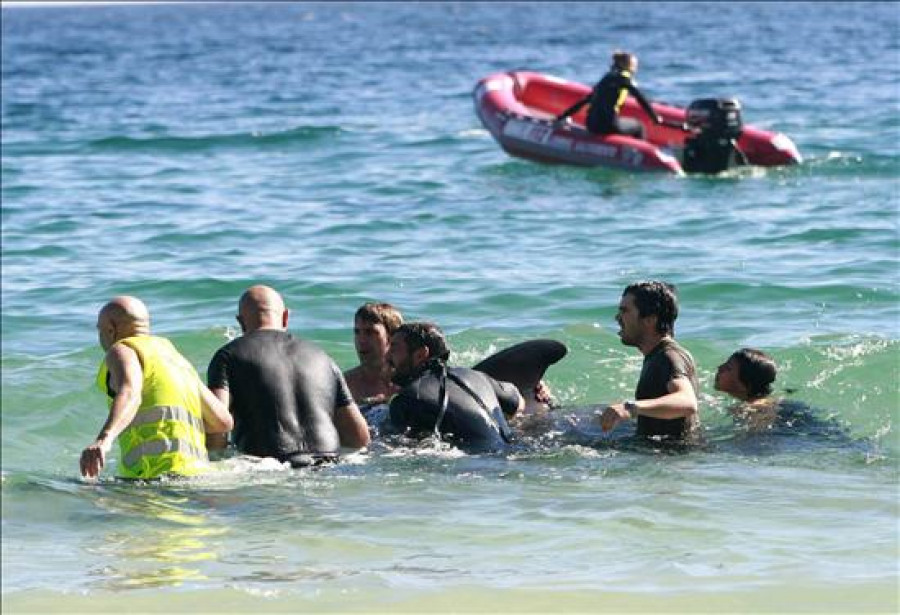 Mueren 6 de los 22 calderones de Bares (A Coruña) y 13 encallan en O Vicedo