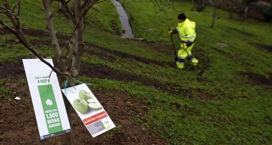 Trasplantar los olmos y arces del carril bici podría suponer la muerte de casi el 50% de los ejemplares