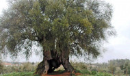 El olivo más viejo de la Península Ibérica tiene 3.350 años
