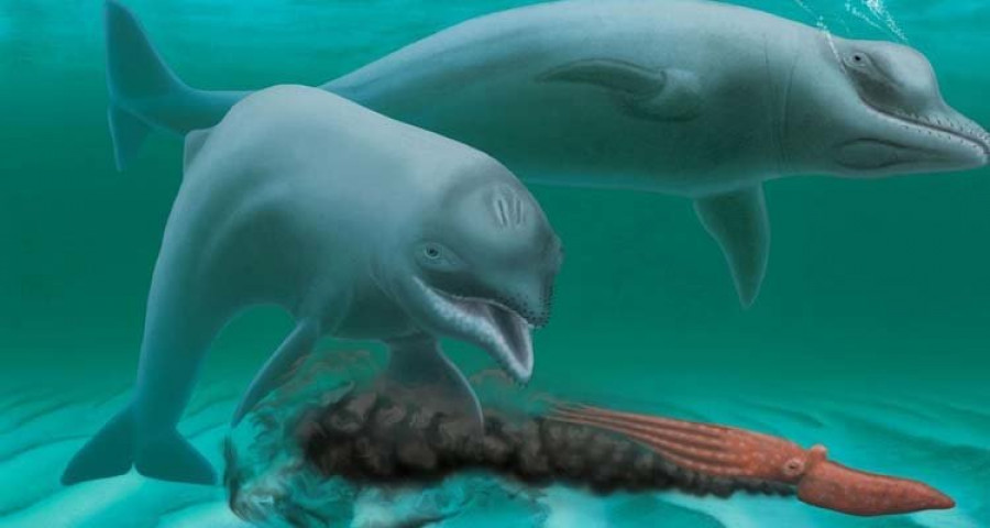 Hallan el fósil de un delfín enano de hace 30 millones 
de años