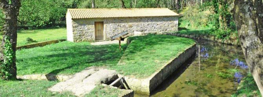 Arteixo protegerá la fraga de Sisalde con talas selectivas de eucalipto y pino