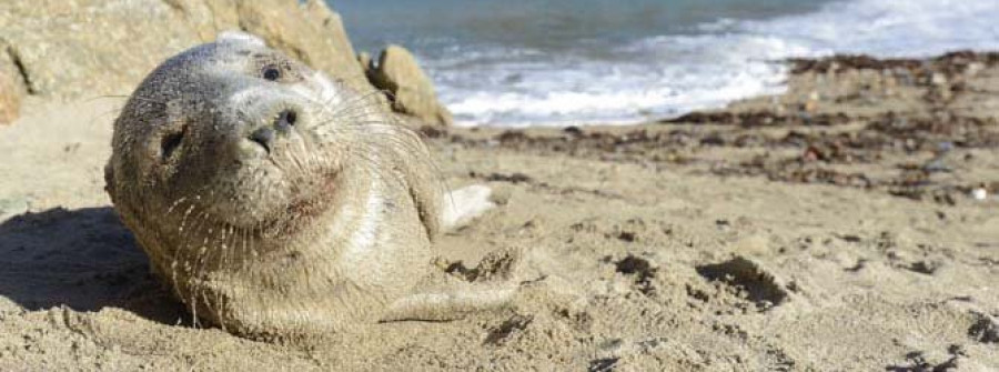 Un bebé foca llamado Bens