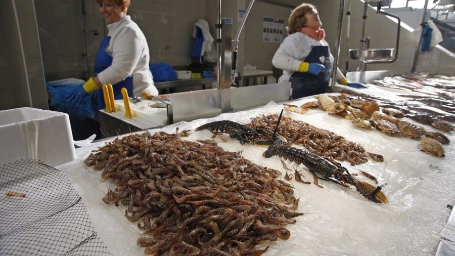 El mal tiempo dispara el precio del marisco, que deja cifras de hasta 300 euros el kilo