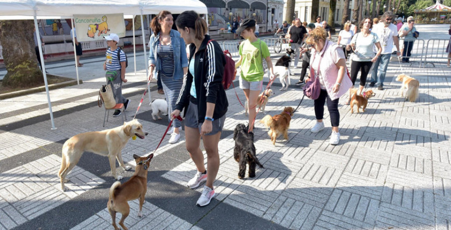 El censo de perros crece en un 11% tras la entrada en vigor de la Lei de Benestar Animal