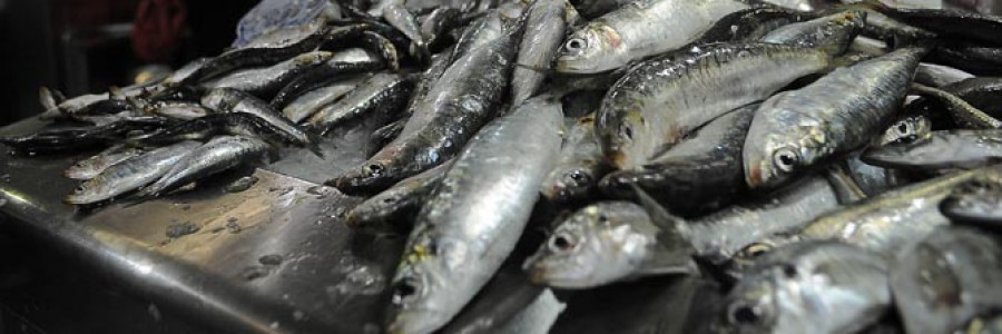 El precio de sardinas se dispara en vísperas de San Juan: hasta 200 euros la caja