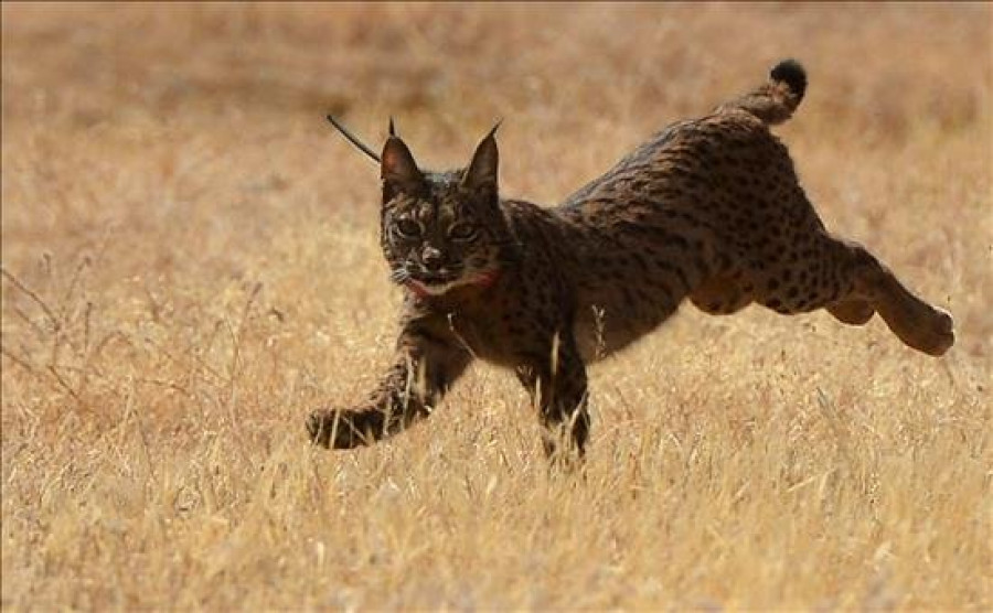 Liberado el primer lince en Córdoba tras rebajarse el nivel de amenaza de extinción