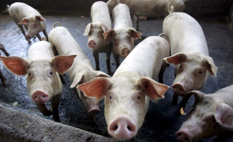 La Xunta fomenta la cría de cerdo como  iniaciativa de anticipación a los incendios forestales