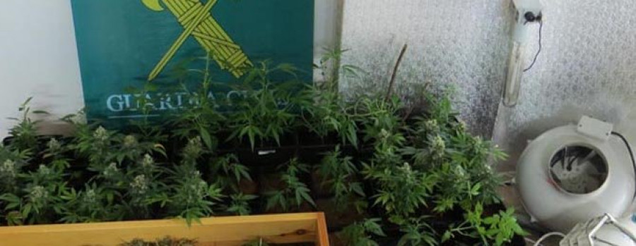 Arrestan a un vecino de Oleiros acusado de poseer 61 plantas de marihuana
