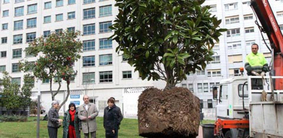 Los árboles de General Sanjurjo se reparten por toda la ciudad