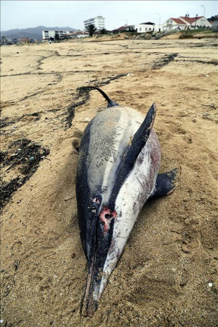 Repuntan los varamientos de mamíferos en Galicia por los temporales en el mar