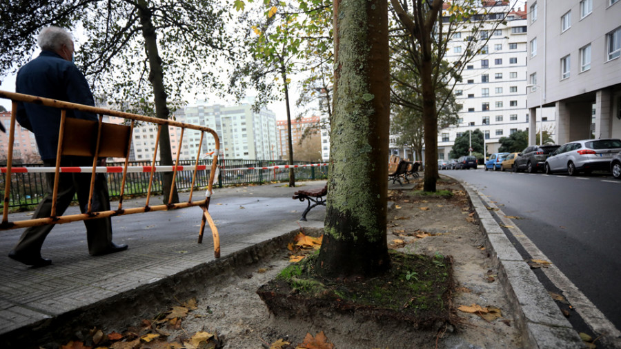 Medio Ambiente tacha de “anárquica” la ubicación del arbolado y realizará cambios
