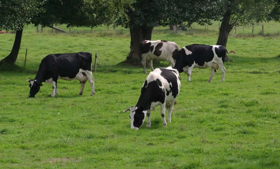 Las vacas alimentadas  con leguminosas producen hasta un 8% más de leche