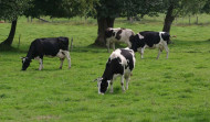 Las vacas alimentadas  con leguminosas producen hasta un 8% más de leche