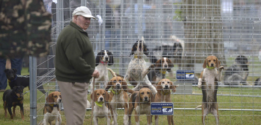 Un gascón de Teixeiro, mejor perro de la Feira de Cans de Caza de Abegondo